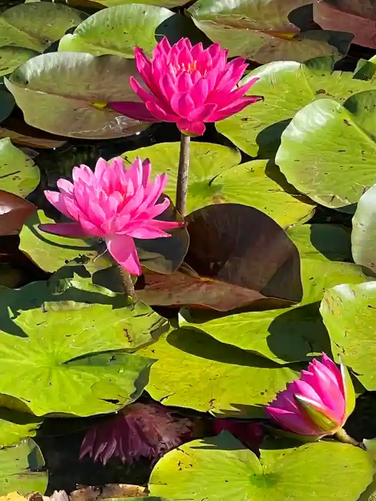 倶梨迦羅神社(長野県)