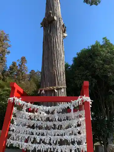 磐裂根裂神社のおみくじ