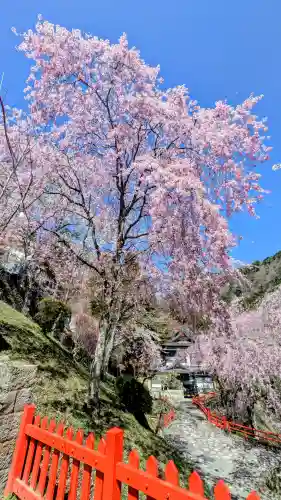 金櫻神社(山梨県)