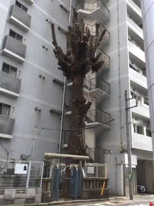 箒銀杏天満宮(東京都)