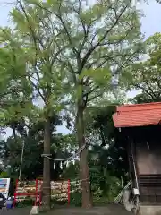 多摩川浅間神社の自然