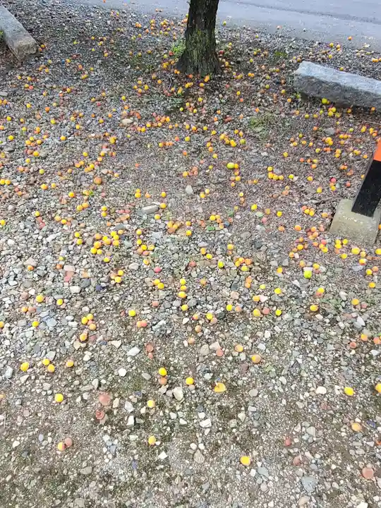 朝日森天満宮の自然