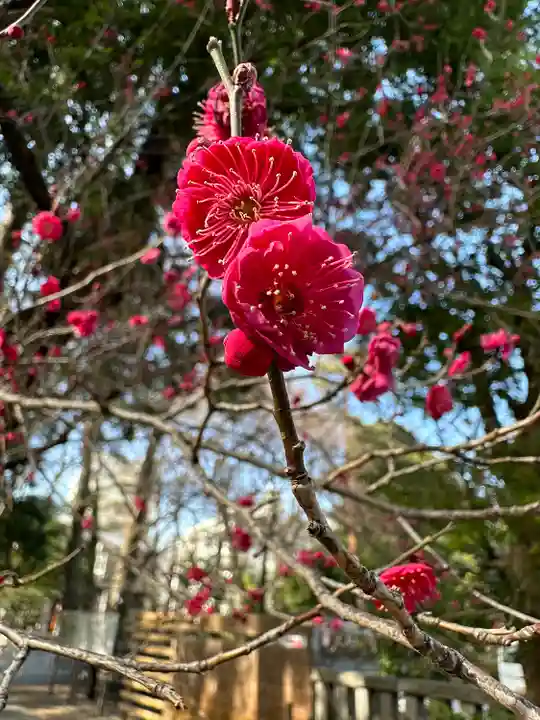 布多天神社の自然