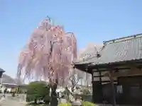 妙光寺(群馬県)