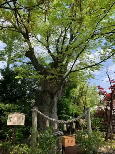 溝口神社の自然