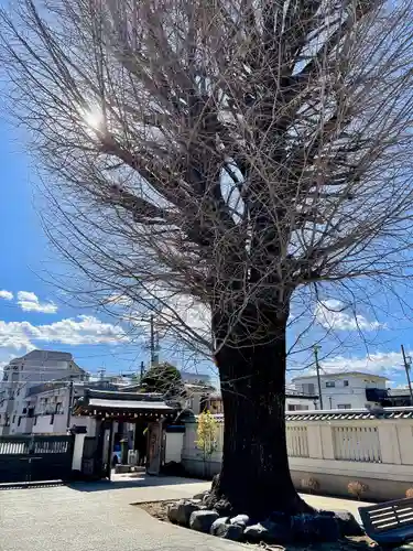 東光寺(東京都)