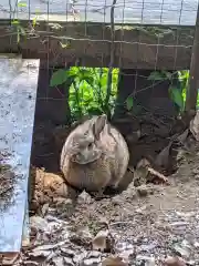 太子堂八幡神社の動物