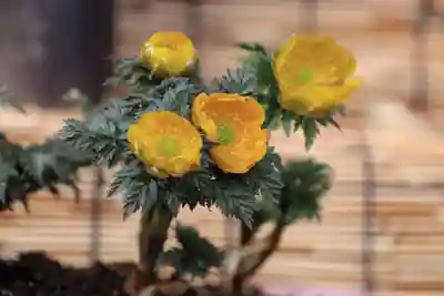 阿邪訶根神社のその他建物