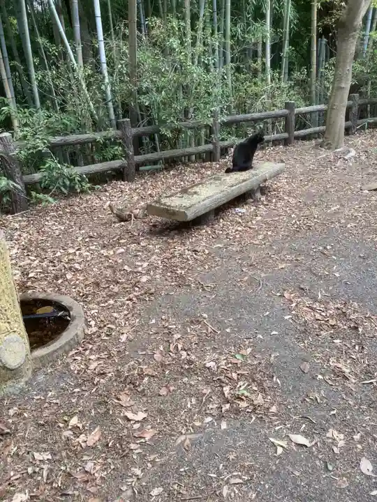 玉野御嶽神社の動物