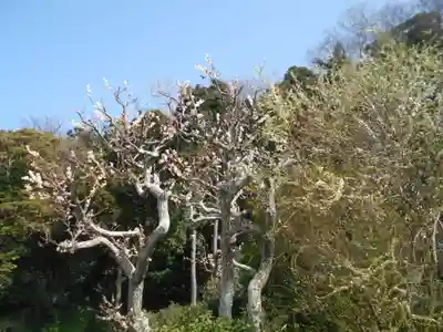 来迎寺（材木座）の自然