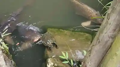 出雲大社北島国造館 出雲教(島根県)