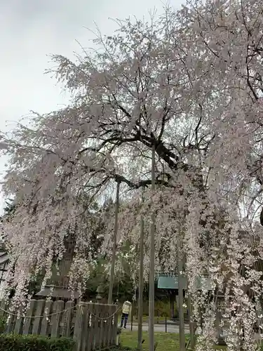 足羽神社の自然