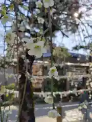 鳩森八幡神社の自然