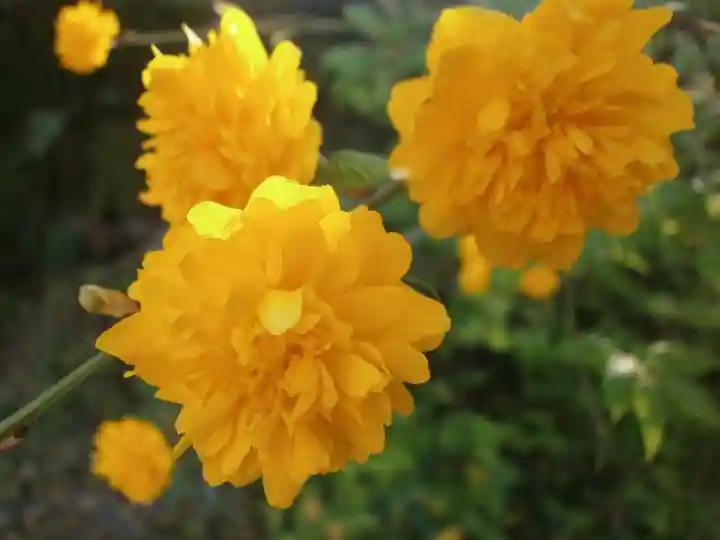 宝満宮竈門神社の自然