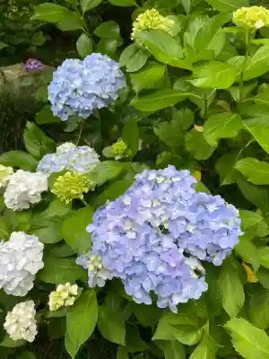 本土寺(千葉県)