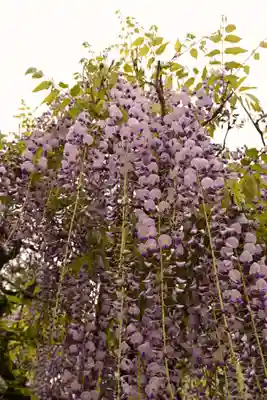 笠間稲荷神社(茨城県)