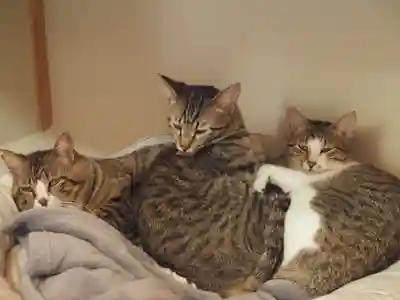 天王山 安楽寺(福井県)