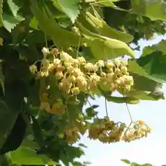 海蔵寺の自然