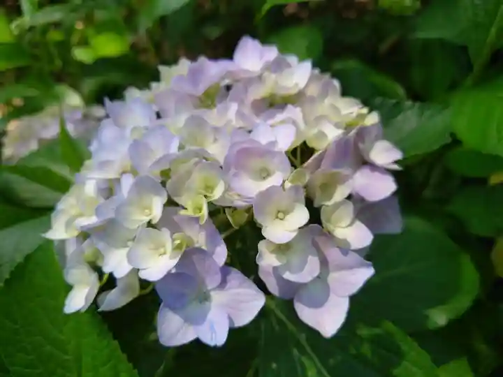 三室戸寺の自然