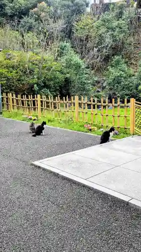 白金氷川神社の動物