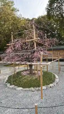 橿原神宮(奈良県)