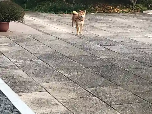 妙法生寺の動物