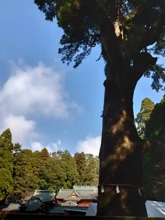 霧島神宮の自然