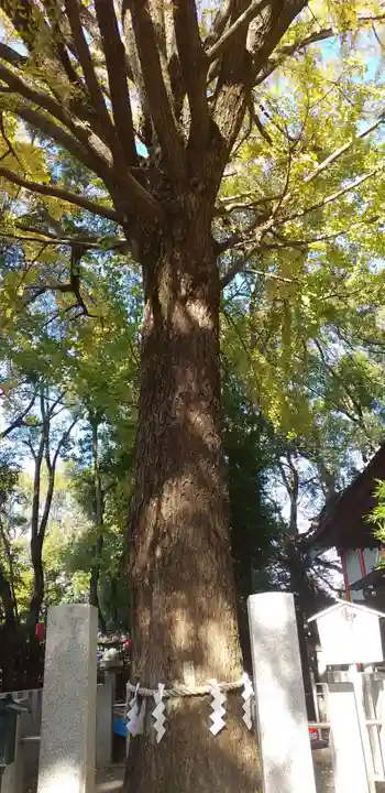 田無神社の自然