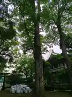 武蔵野八幡宮の{uncategorized: "未分類", other: "その他", undefined: "問題あり", building: "その他建物", grave: "お墓", sacred_gate: "鳥居", guardian: "狛犬", statue: "像", buddha: "仏像", history: "歴史", nature: "自然", garden: "庭園", animal: "動物", pagoda: "塔", temizu: "手水舎", mountain_gate: "山門・神門", sanctuary: "本殿・本堂", subordinate: "末社・摂社", art: "芸術", scenery: "景色", jizo: "地蔵", ema: "絵馬", goshuin: "御朱印", omikuji: "おみくじ", items: "授与品その他", amulet: "お守り", goshuincho: "御朱印帳", eats: "食事", festival: "お祭り", votive_dance: "神楽", shichigosan: "七五三参", wedding: "結婚式", experience: "体験その他", initially: "初詣", around: "周辺", anti_infection: "感染症対策"}
