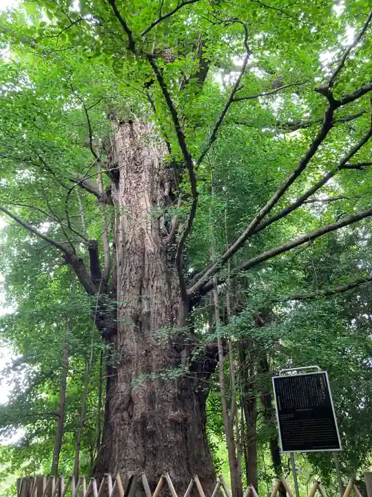 王子神社の自然