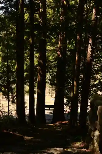 三所神社（桑の川の大杉）(高知県)