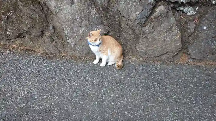 唐澤山神社の動物