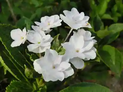 法華寺(奈良県)