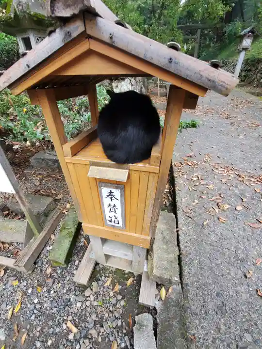 唐澤山神社の動物