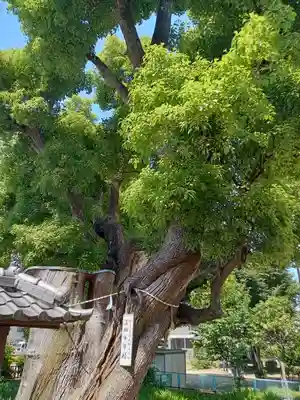 蒲田神社(大阪府)