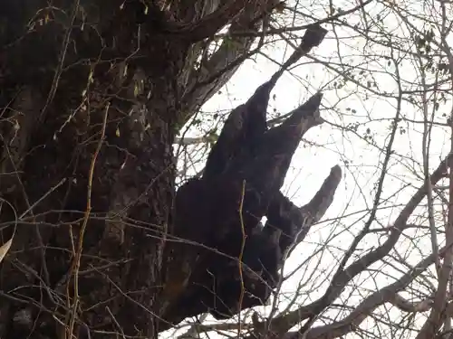 飛木稲荷神社の自然