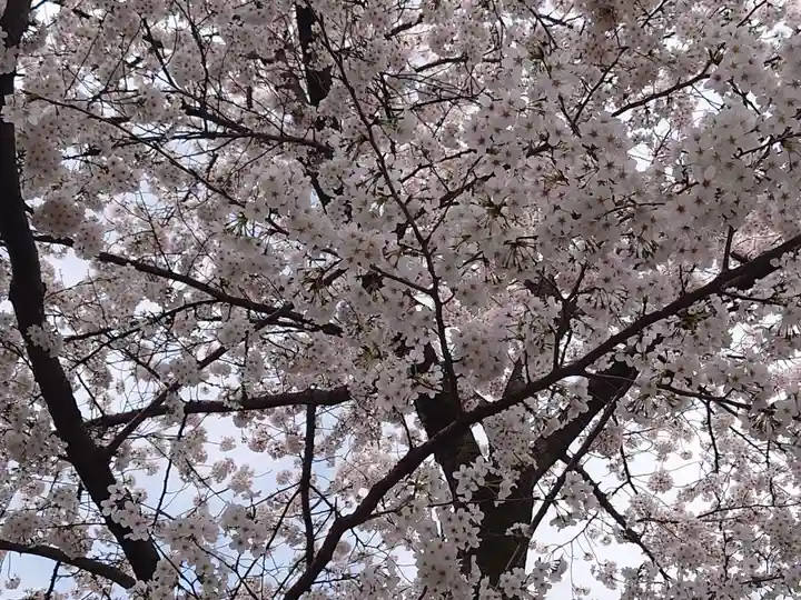 天沼熊野神社の自然