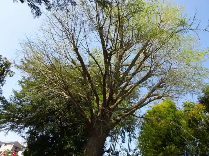 舊城寺(旧城寺)の自然