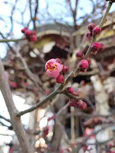 諏訪神社の自然
