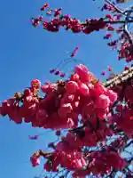沙沙貴神社の自然
