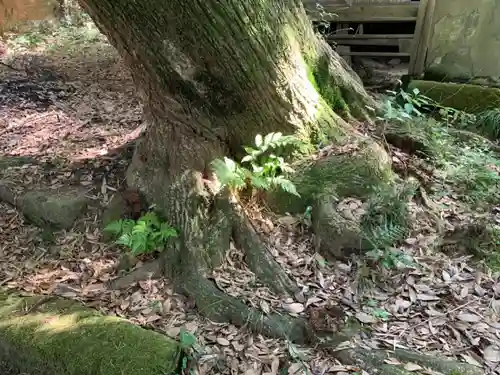 稲荷神社の自然