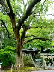 事任八幡宮の自然