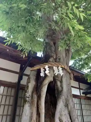 三輪坐恵比須神社の自然