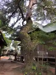 賀露神社の自然