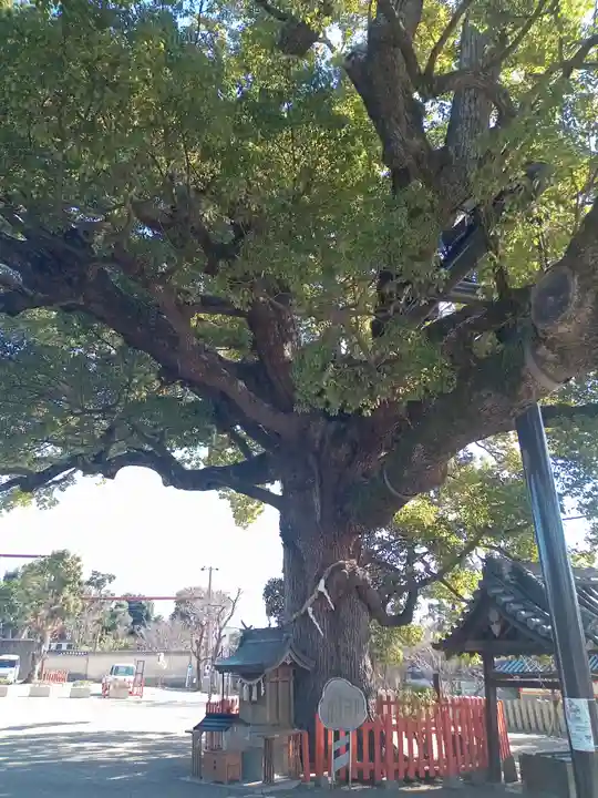 百舌鳥八幡宮(大阪府)