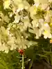 おがすかん