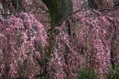 神炊館神社 ⁂奥州須賀川総鎮守⁂の自然