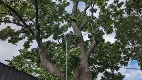 札幌諏訪神社の自然