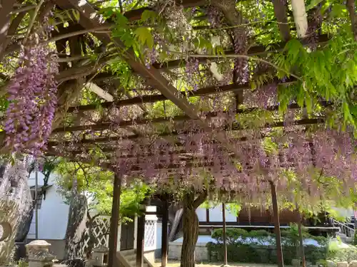 葛井寺(大阪府)