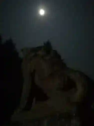 伏木香取神社の狛犬